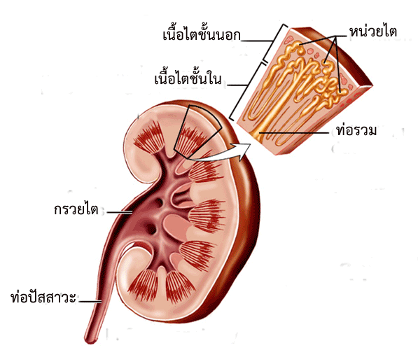 kidney